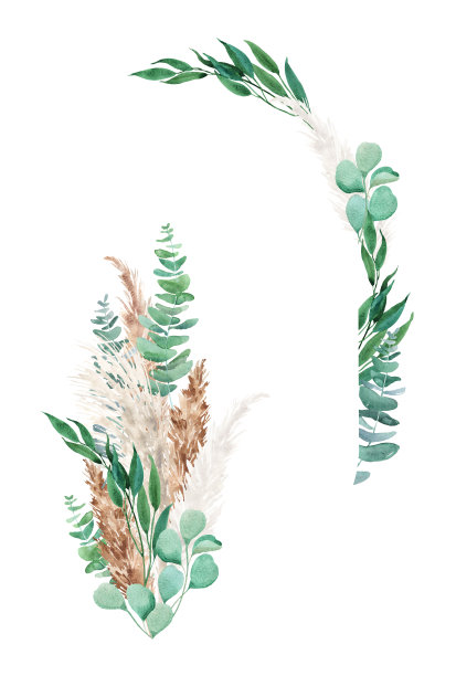 水彩蒲苇草和桉树插图图片下载