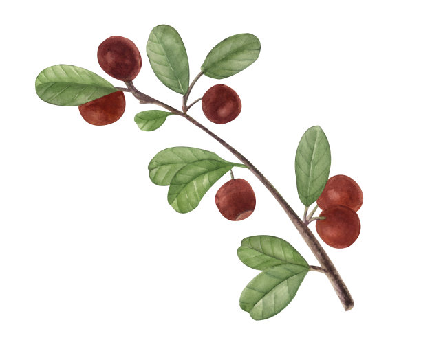 红浆果小红莓。水彩手绘现实主义植物插图孤立在白色背景。完美的任何项目，打印，菜单，卡片，装饰。图片下载
