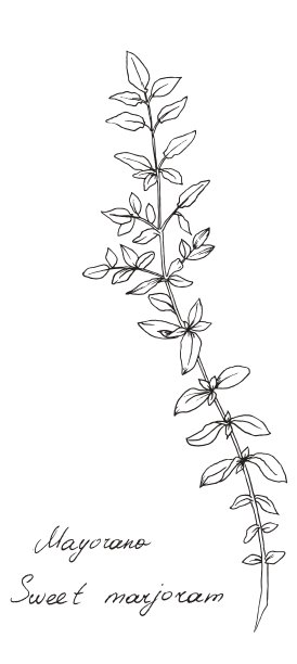 甜蜜的墨角兰图片下载