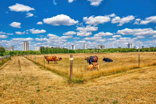 柏林附近牧场上的牛群。图片下载