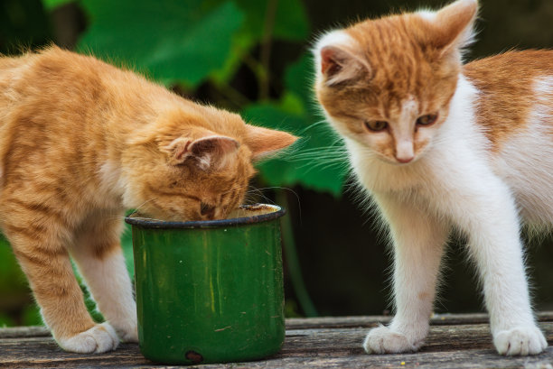红色的猫，有着善良的绿色，蓝色的眼睛，小红猫。肖像可爱的红姜小猫。快乐可爱的猫，美丽的毛绒绒的红橙色的猫躺在花园里的草地上绿色的杯子金属图片下载