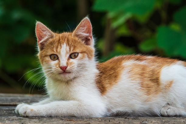 红色的猫，有着善良的绿色，蓝色的眼睛，小红猫。肖像可爱的红姜小猫。快乐可爱的猫，美丽的毛绒绒的红橙色猫躺在花园里的草地上图片下载