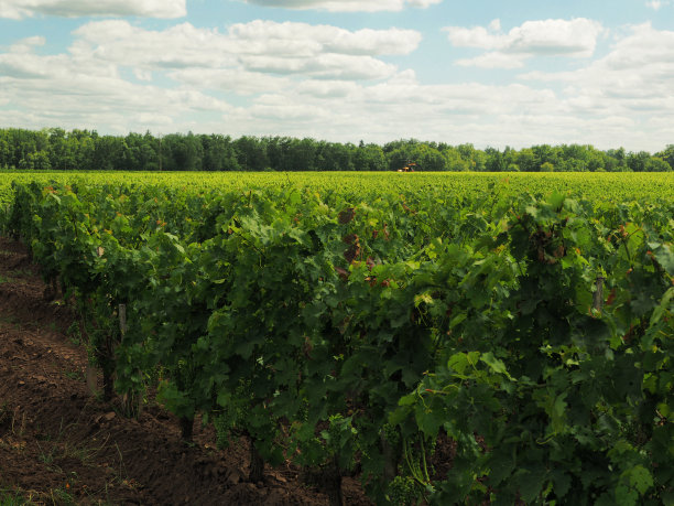 在法国葡萄园图片下载