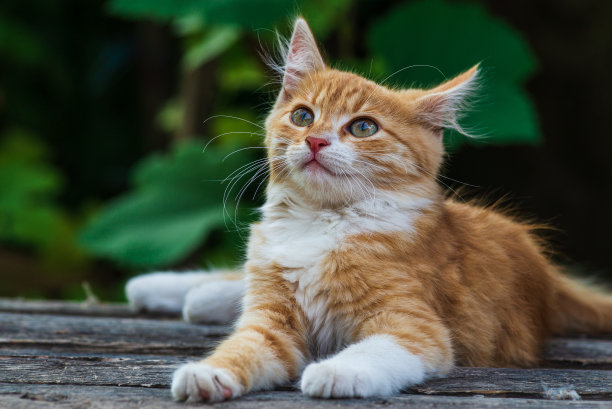 红色的猫，有着善良的绿色，蓝色的眼睛，小红猫。肖像可爱的红姜小猫。快乐可爱的猫，美丽的毛绒绒的红橙色猫躺在花园里的草地上图片下载