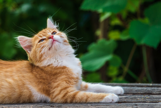 红色的猫，有着善良的绿色，蓝色的眼睛，小红猫。肖像可爱的红姜小猫。快乐可爱的猫，美丽的毛绒绒的红橙色猫躺在花园里的草地上图片下载