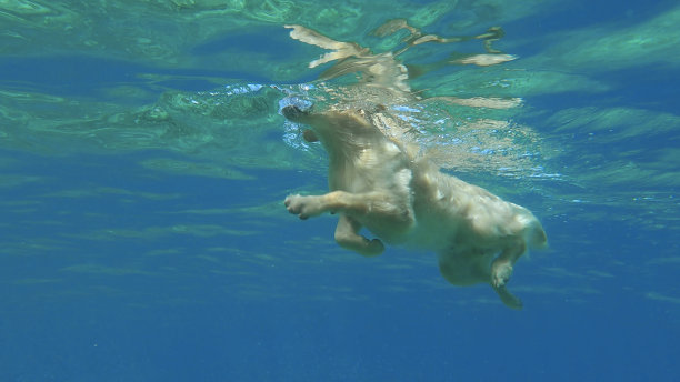 水下视角：金毛猎犬在海中游泳，埃及红海图片下载