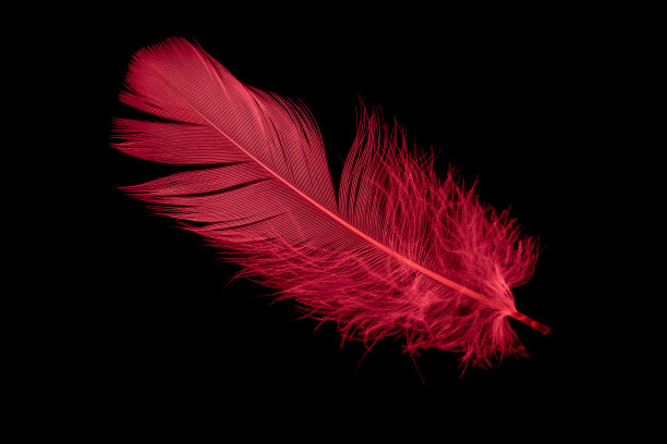 黑色孤立背景上的一根红鹅毛图片下载