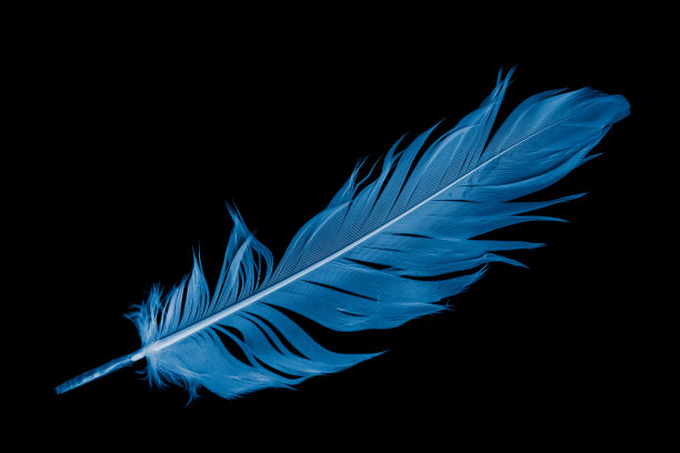 黑色背景的蓝色鹅毛图片下载