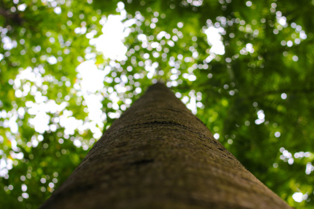 树林里的大树干图片下载