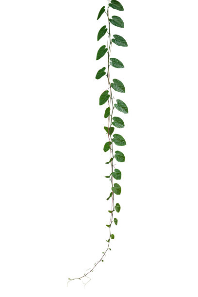 绿叶爪哇树藤或葡萄藤(cisiss spp.)丛林藤蔓悬挂常青藤植物孤立在白色背景上有修剪路径。图片下载