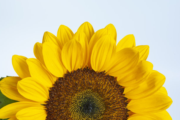 向日葵(向日葵属)，孤立在白色背景上。细节。关闭了。图片下载