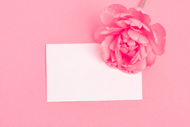 粉红玫瑰和卡片拷贝空间图片下载