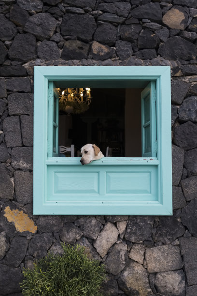 狗从蓝色的窗户探出身子，眼里带着悲伤的神情图片下载