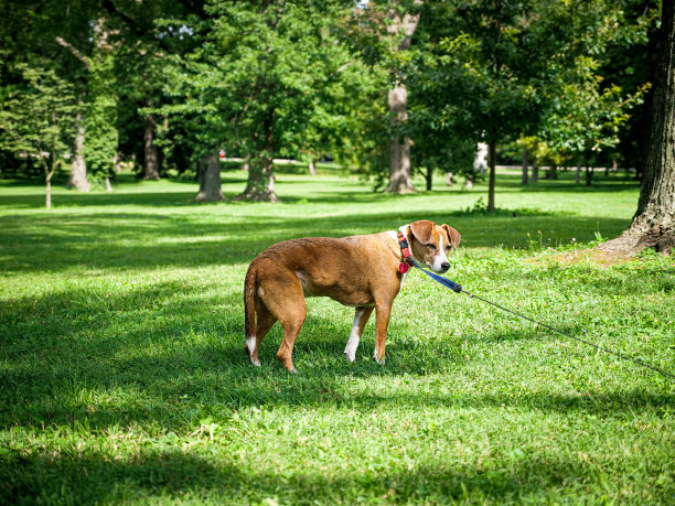 在公园里散步图片下载