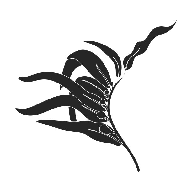 海藻图标黑色图标孤立上图片下载