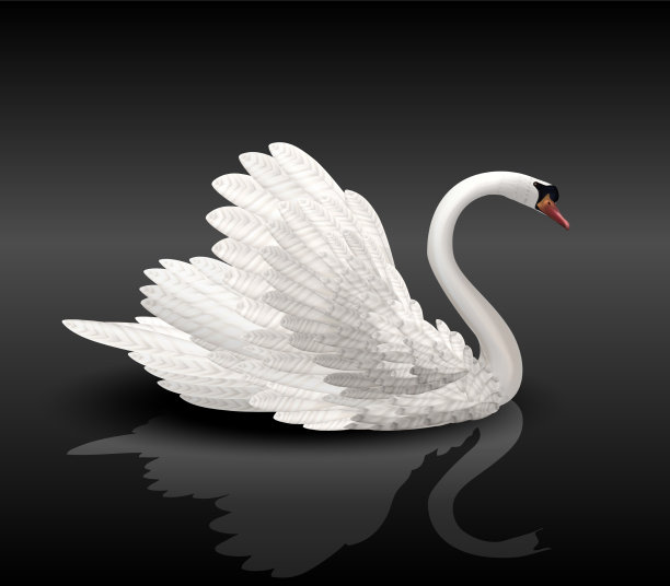 黑水上的白天鹅图片下载