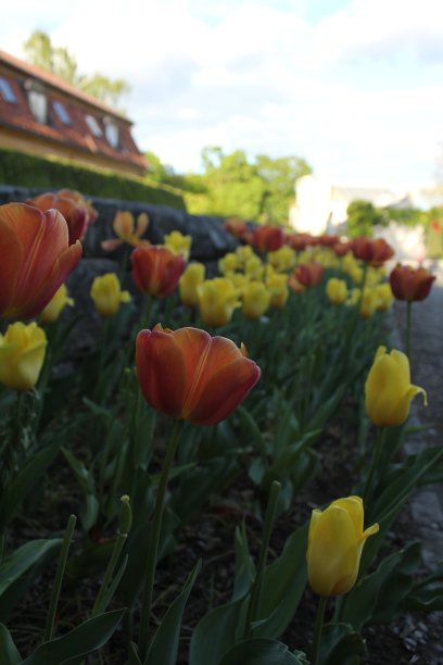 郁金香图片下载