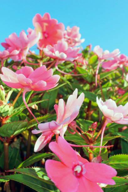 在阳光明媚的日子里，鲜艳的花朵的微距/特写照片图片下载