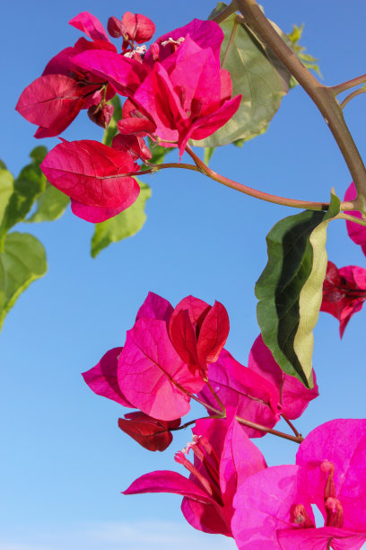 在阳光明媚的日子里，鲜艳的花朵的微距/特写照片图片下载