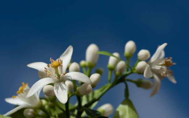 橙色树白色花朵的特写，黄色的花粉，映衬着蓝色的天空图片下载