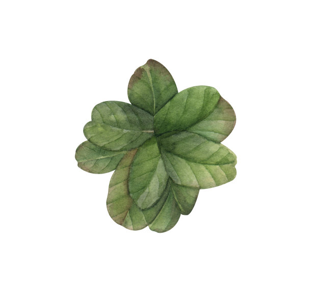 红浆果小红莓。水彩手绘现实主义植物插图孤立在白色背景。完美的任何项目，打印，菜单，卡片，装饰。图片下载