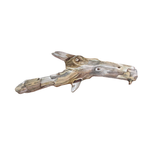 一块孤立在白底上的木头。水彩手绘棕色灰色波西米亚剪纸装饰diy，贴纸婚礼邀请。创意海洋对象素描本，墙纸和包装图片下载