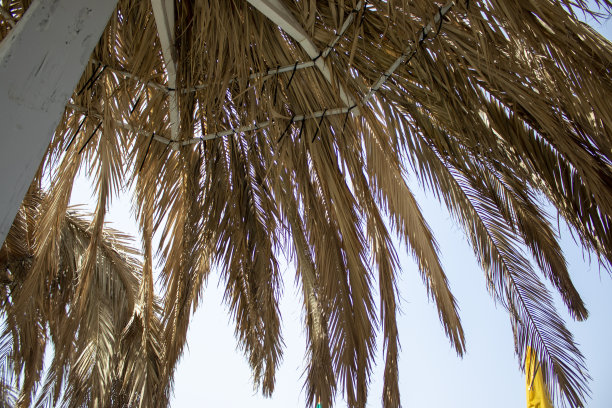 沙滩上的椅子和雨伞都是由天然材料制成的。带棕榈叶的沙滩伞。在意大利的海滩上度假。图片下载