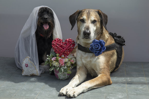 婚纱摄影的狗，新郎是一只黄色的杂种大狗，新娘是一只小雪纳瑞。狗就像人一样，一张漫画照片图片下载