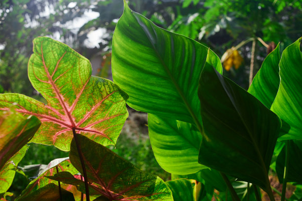花园里五颜六色的菖蒲叶图片下载