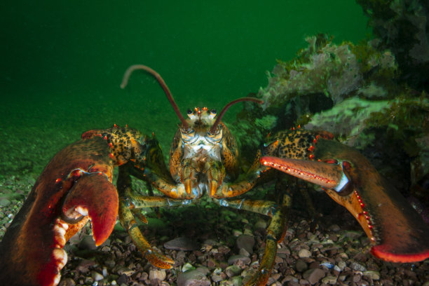 北部龙虾水下图片下载