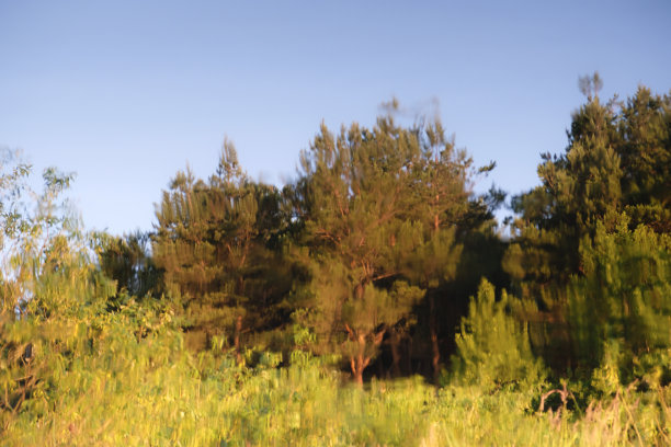 摘要模糊背景的松林倒映在水中。图片下载