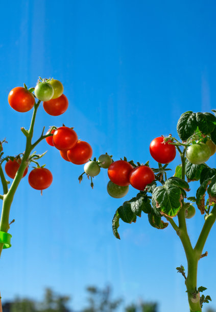 蓝色的天空映衬着玻璃阳台上成熟的小西红柿图片下载