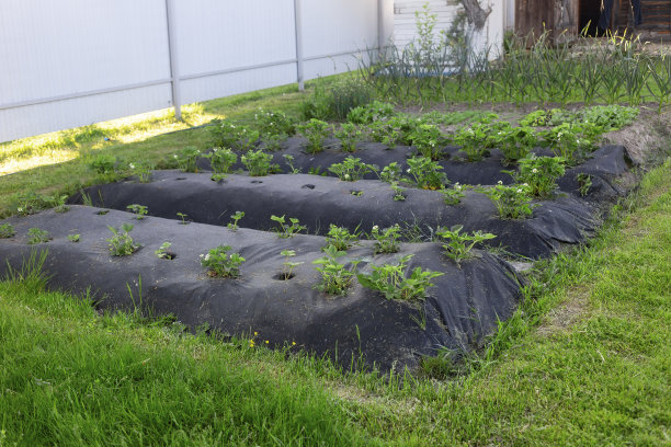 花园里的草莓床图片下载