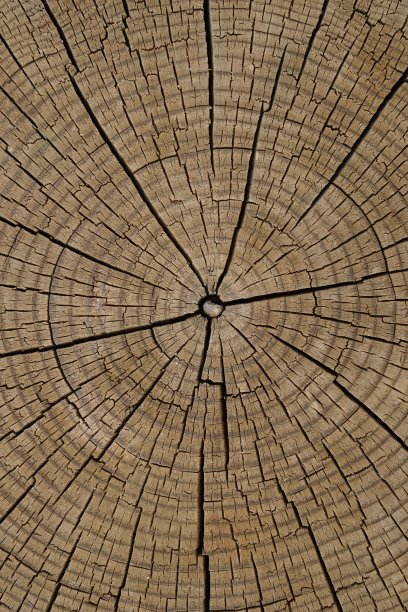 一棵被砍下的古树的自然图案内部，背景图片下载