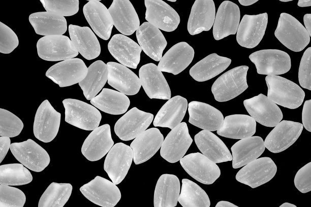 高分辨率。生糙米，日本短粒越光米。用来做寿司，图片下载