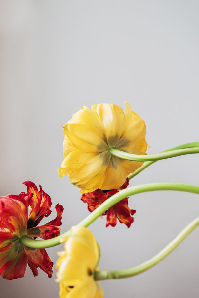 创意的花框组成的红色和黄色的郁金香从后面看到绿色的长弯曲的茎。花卉最小的白色灰色背景与复制空间。植物学墙纸或装饰卡的想法。图片下载