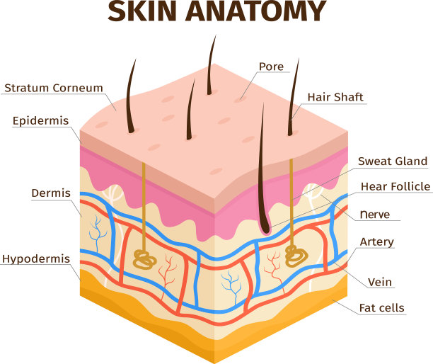 人体皮肤层解剖包括真皮、表皮和图片下载