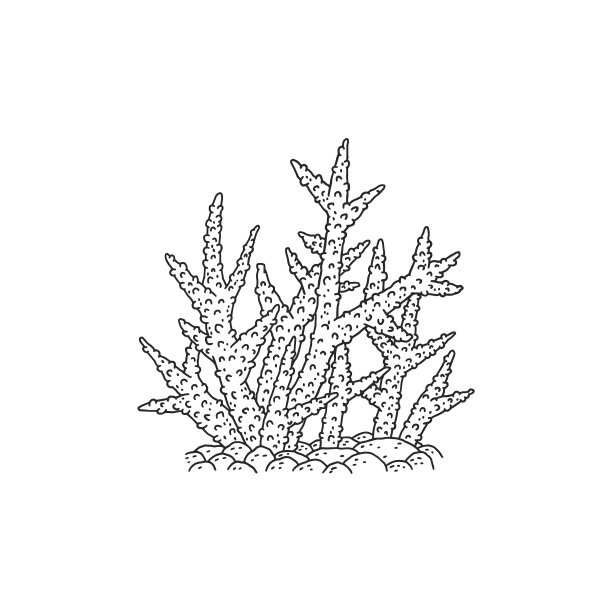 珊瑚珊瑚礁海洋动物图片下载