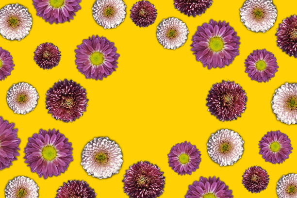 美丽浪漫的平铺花。黄色背景上的菊花与复制空间。创意春天开花或花卉概念的季节或节日插图图片下载