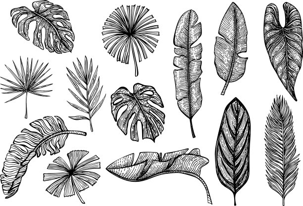 Set tropical leaves孤立复古芭蕉图片下载