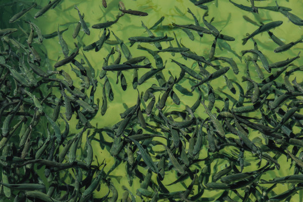 淡水中一群幼鱼的特写图片下载