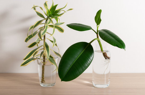 龙血树和榕树幼苗，根装在透明的瓶子里图片下载