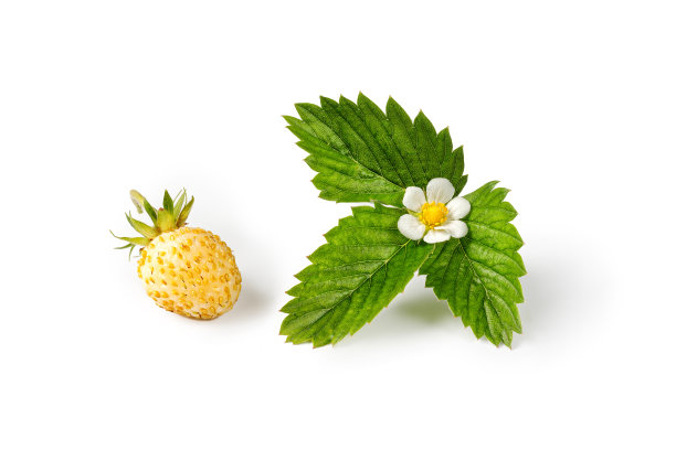 野生白色成熟草莓(野草莓)，分离在白色背景上，绿叶和花。林地草莓水果。图片下载