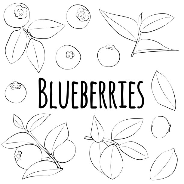 蓝莓设置黑色线条素描集合图片下载