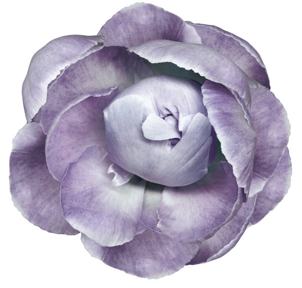 浅紫色牡丹花在白色孤立的背景与修剪路径。特写镜头。为设计。大自然。图片下载