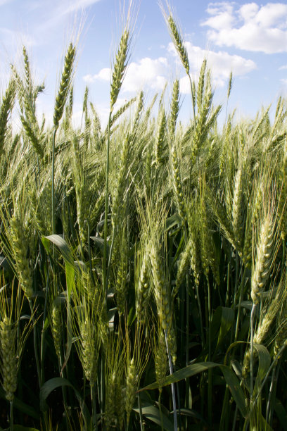 谷物。小穗。图片下载