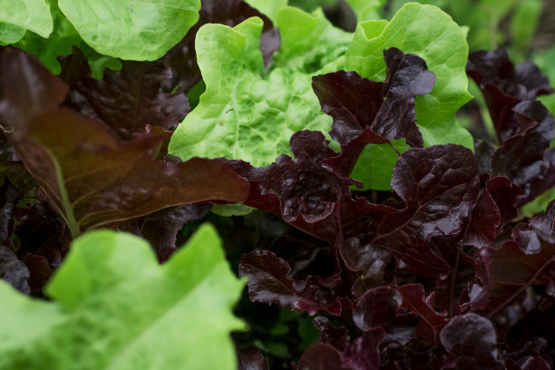 农场种植新鲜的绿叶生菜图片下载