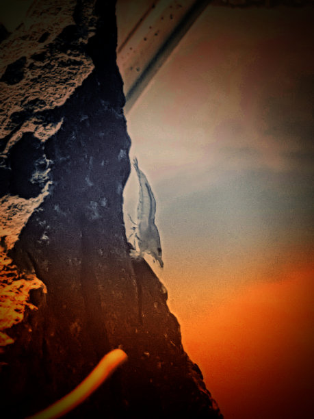 小蓝虾图片下载