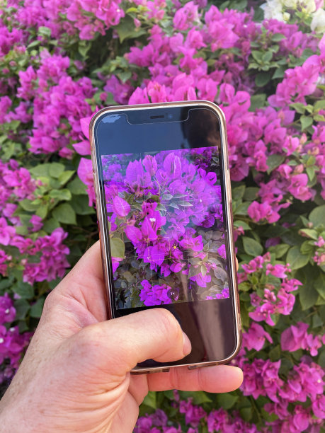 不可识别的人使用智能手机拍摄热带粉红色三角梅花苞生长在花园公园，夏季攀爬观赏开花三角梅藤粉红色的花，印度盆栽植物的特写图像图片下载