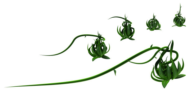植物藤蔓绿色，萌发卷须五图片下载